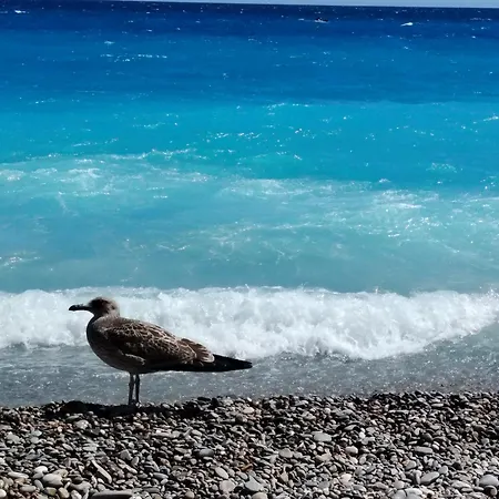 La Terrazza Appartamento Nizza